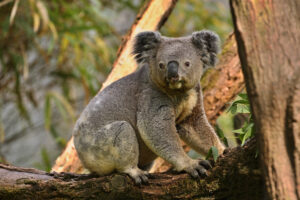 Wildlife in Oceania