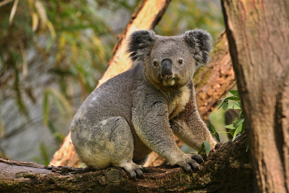 Wildlife in Oceania