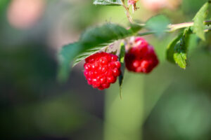 When to Plant Raspberries? A Comprehensive Step-by-Step Guide
