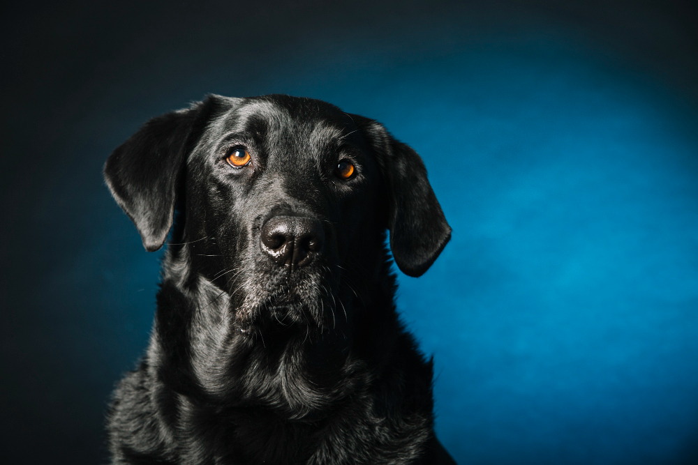Black Labrador: Understanding the Basics of Coat Color