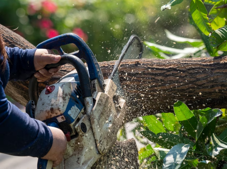 Bay Area Tree Removal: Your Ultimate Guide to Saving Time and Money 1 bay area tree removal, bay area tree service