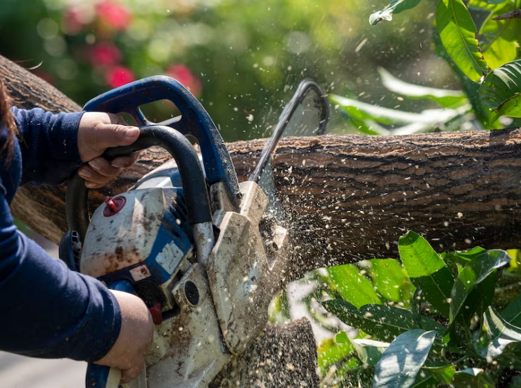 bay area tree removal, bay area tree service