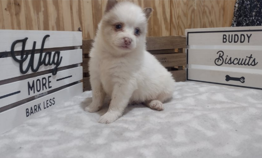 Health and Wellness - Ensuring a Smooth Transition for Puppies for Sale 1 Health and Wellness