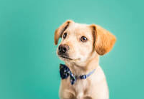 Pet Insurance Demystified: A Practical Handbook for Pet Parents 1 Pet Insurance