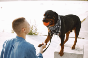 Good Dog Trainer