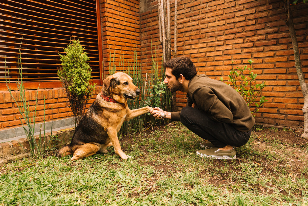 Pet-Friendly Fencing Solutions: Keeping Your Furry Friends Safe