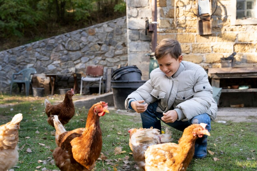 Creating Sustainable Chicken Feed with Homegrown Herbs