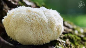 lion’s mane gummies